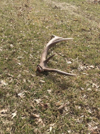 Nadočnicový desatorák na lúke.