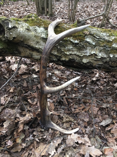 Minuloročný pri vode