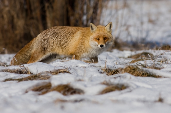 Vulpes vulpes