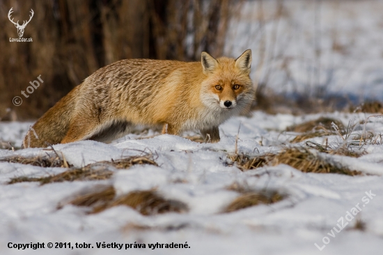 Vulpes vulpes