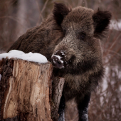 Sus scrofa / diviak lesný