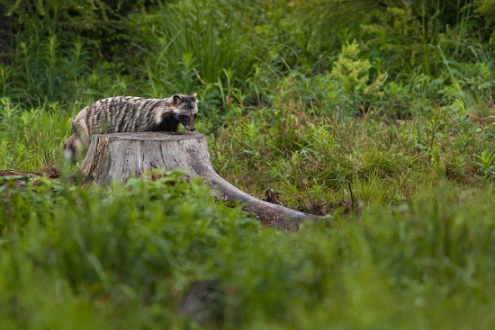 Psík medvedíkovitý (Nyctereutes procyonoides)