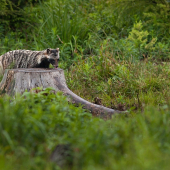 Psík medvedíkovitý (Nyctereutes procyonoides)