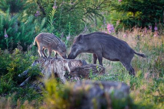 Večera so starším bratom