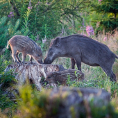 Večera so starším bratom