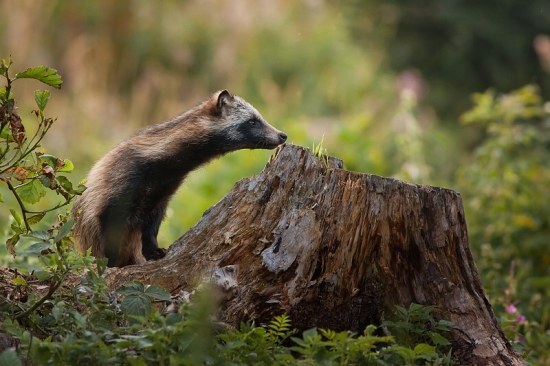Psík medvedikovitý