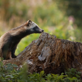 Psík medvedikovitý