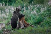 Medveď hnedý / Ursus arctos