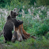 Medveď hnedý / Ursus arctos