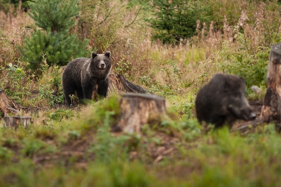 Dvaja na jednej paši