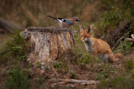 Som hladná, nie som hladná...