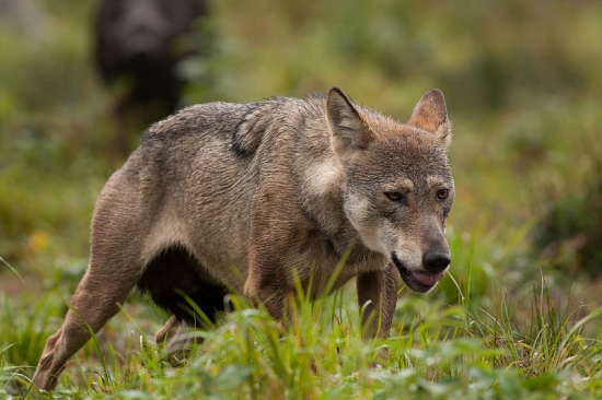 S diviačicou za pätami