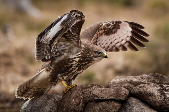 Myšiak lesný / Buteo buteo