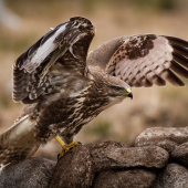 Myšiak lesný / Buteo buteo