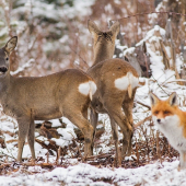 Srny, nie zadkom ale tvárou do objektívu...