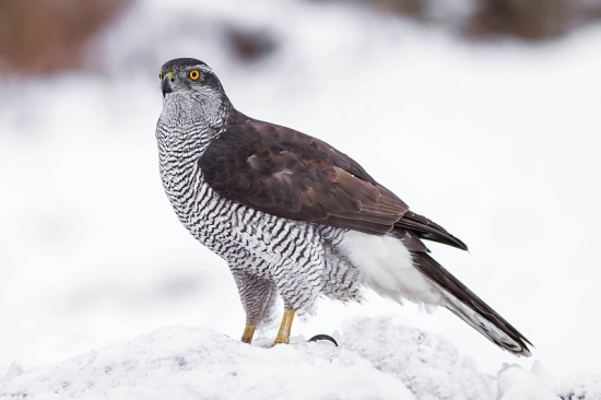 Jastrab lesný (Accipiter gentilis)
