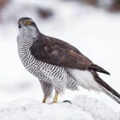 Jastrab lesný (Accipiter gentilis)