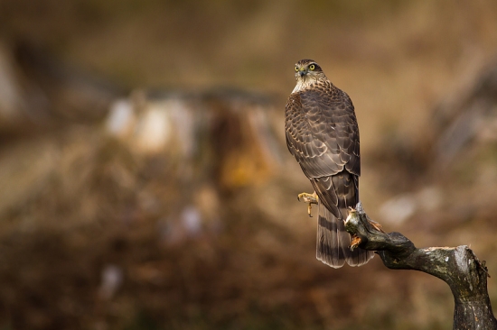 Accipiter nisus / jastrab krahulec