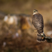 Accipiter nisus / jastrab krahulec
