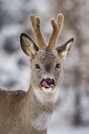 Srnec v lyku a s jazykom