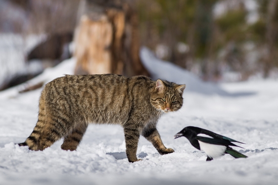 Ži sebe ži, zatiaľ