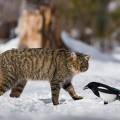 Ži sebe ži, zatiaľ