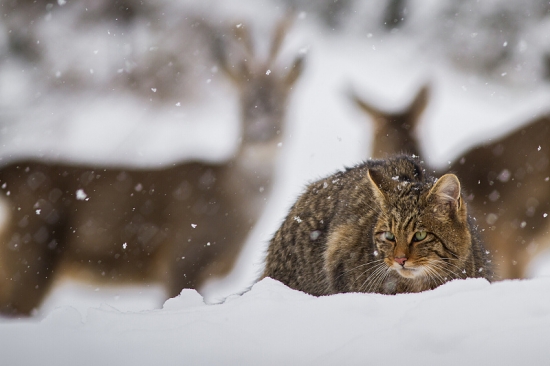 Srnčie pozadie a divá mačka