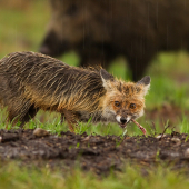 stále mám pocit, že ma niekto sleduje...
