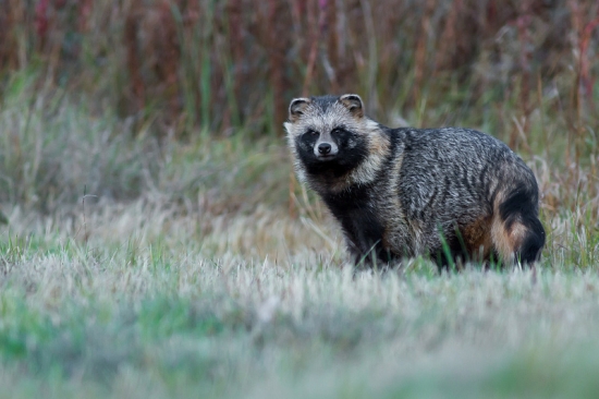 Pripravený na zimný spánok