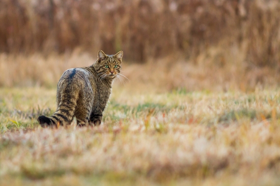 Felis silvestris - mačka divá