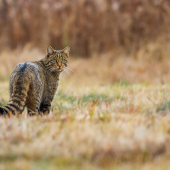Felis silvestris - mačka divá
