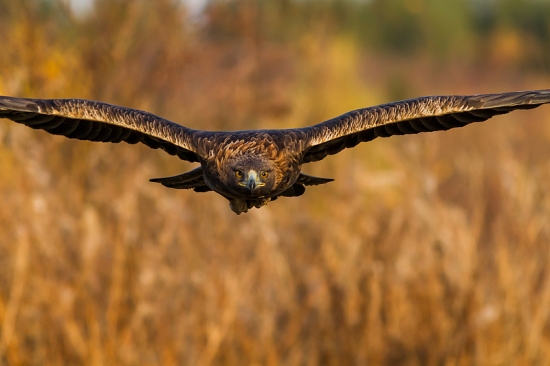Tvárou v tvár Skalákovy
