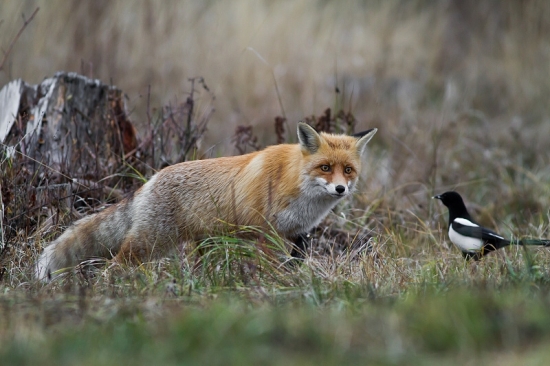 Už len kúsok...a mám ťa