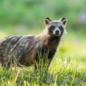 Psík medvedikovitý