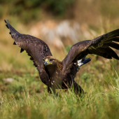 Orol skalný - vzlet