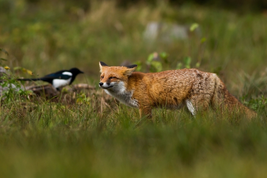 Už ťa len prekabátiť...