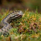 Vipera...