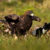Môžem ísť s Tebou ?