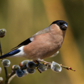 Hýľ lesný - samička
