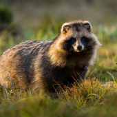 Obalený na zimný spánok