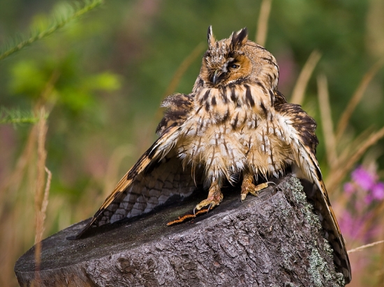 sušenie po nočnom daždi