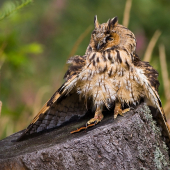 sušenie po nočnom daždi