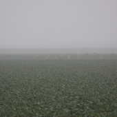 za hmly.....Drop fúzatý