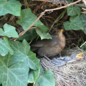 Už sme tu..... droz