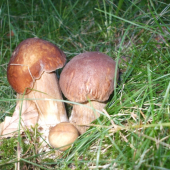rodinka