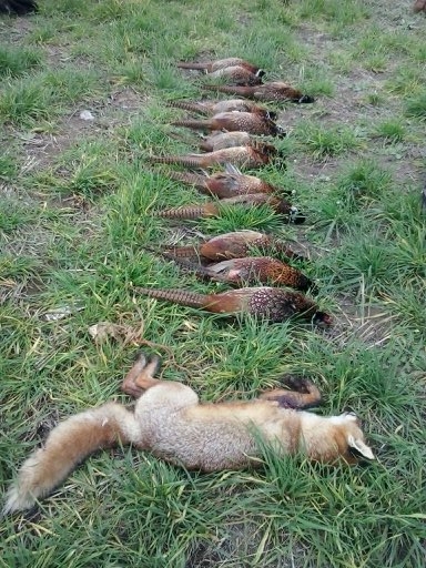 zo vcerajsej na bažantov