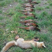 zo vcerajsej na bažantov