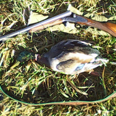 Káčer z potoka....