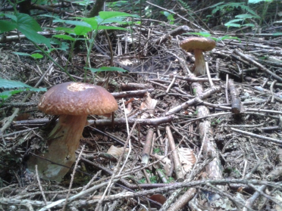 Prechádzka lesom :)