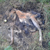 Pravdepodobne Srnka...